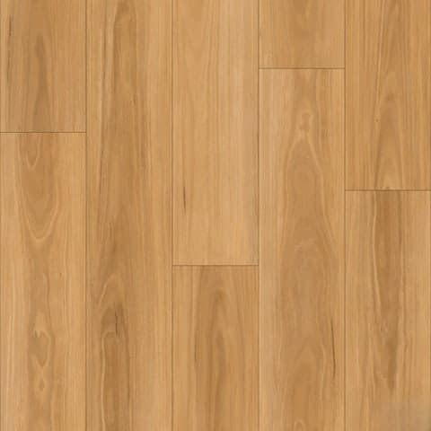Blackbutt 1010 thumbnail